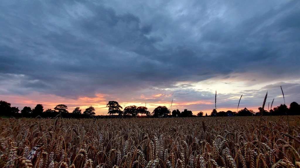 Sonnenuntergang unter dunklen Wolken über Kornfeld